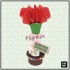 [PA-015] 오로라카네이션 (5개 이상)